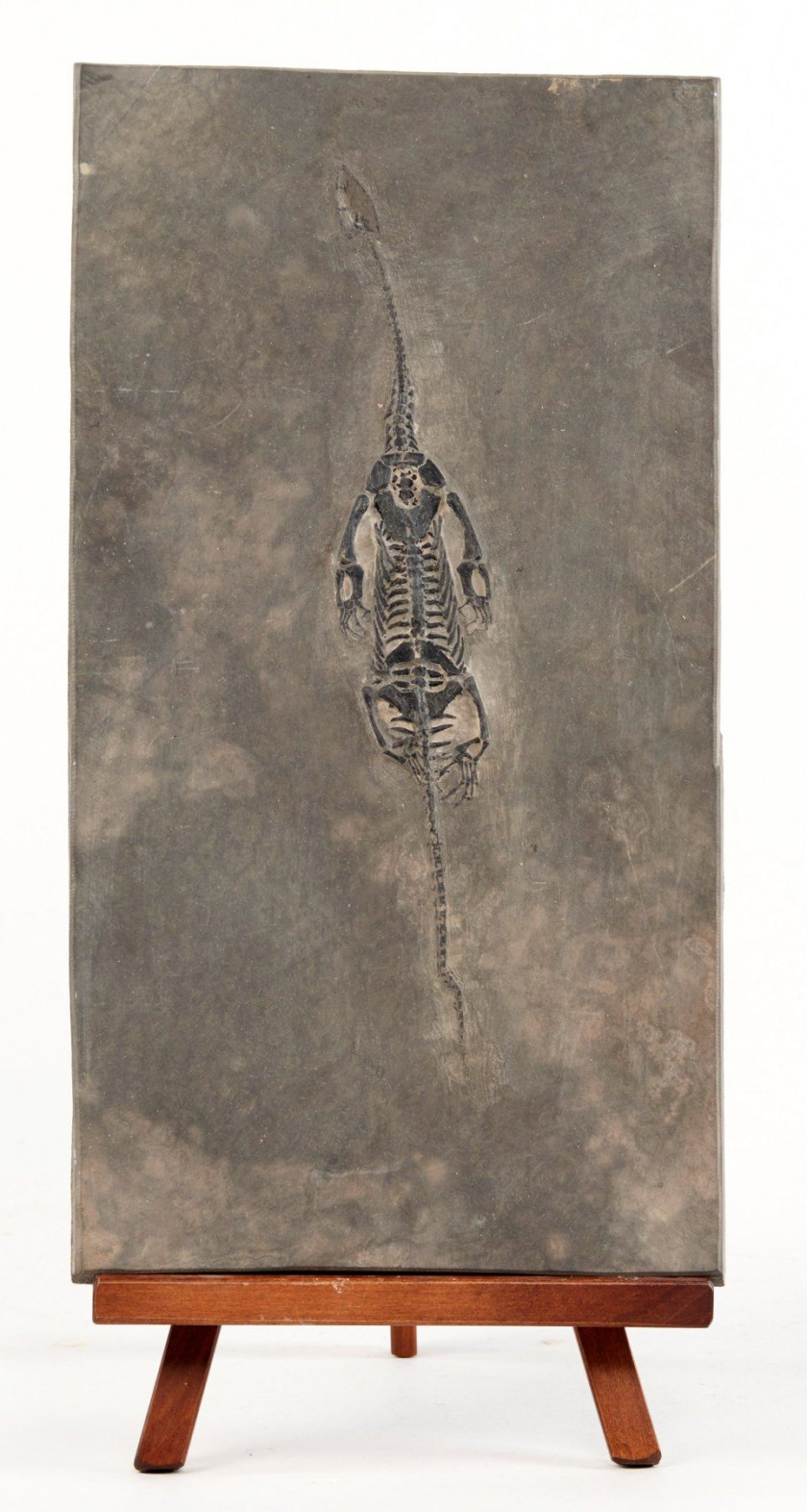 DINOSAURIEN FOSSILE sur plaque dans sa gangue en schiste découpée. Plaque : 31 x 16.5 cm. Dinosaurien :  23 cm.