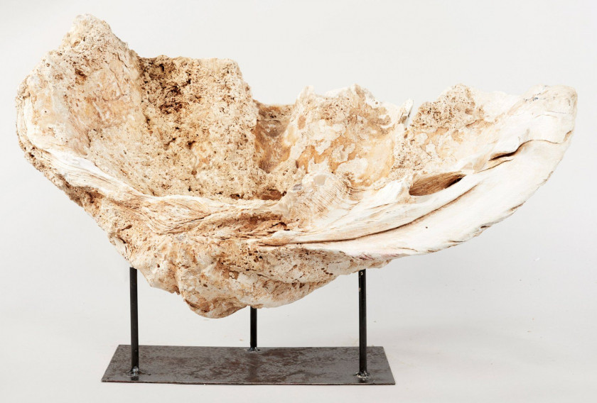 BÉNITIER fossilisé. 37 x 80 cm. Sur un socle en métal noir. Provenance : Mines indonésiennes.