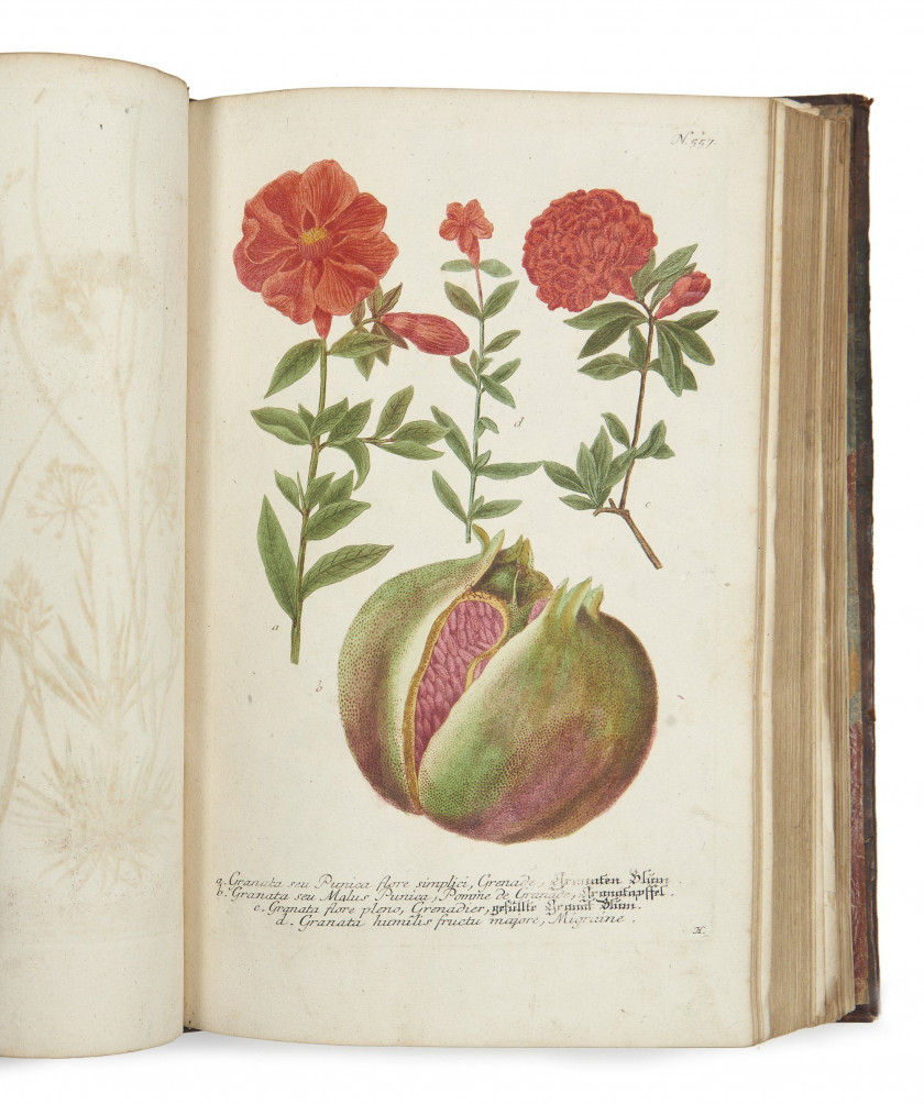Johann Wilhelm WEINMANN 1683-1741 Phytanthoza-iconographia, sive Conspectus aliquot millium tam indigenarum quam exoticarum