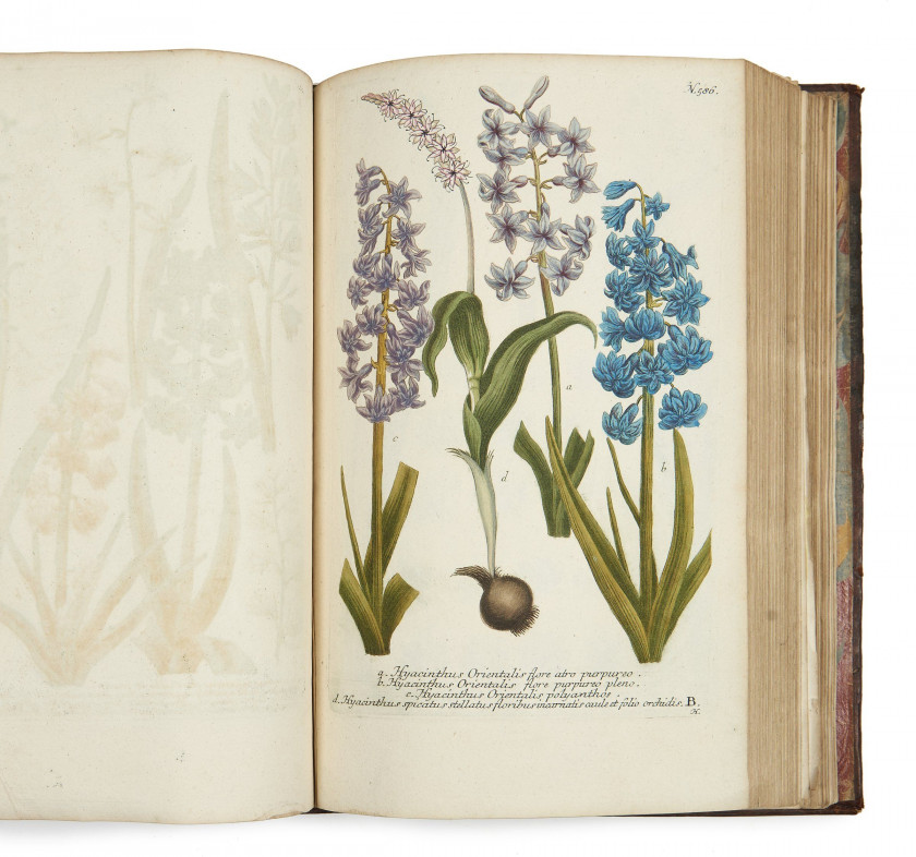 Johann Wilhelm WEINMANN 1683-1741 Phytanthoza-iconographia, sive Conspectus aliquot millium tam indigenarum quam exoticarum
