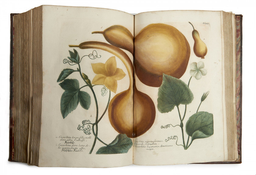 Johann Wilhelm WEINMANN 1683-1741 Phytanthoza-iconographia, sive Conspectus aliquot millium tam indigenarum quam exoticarum