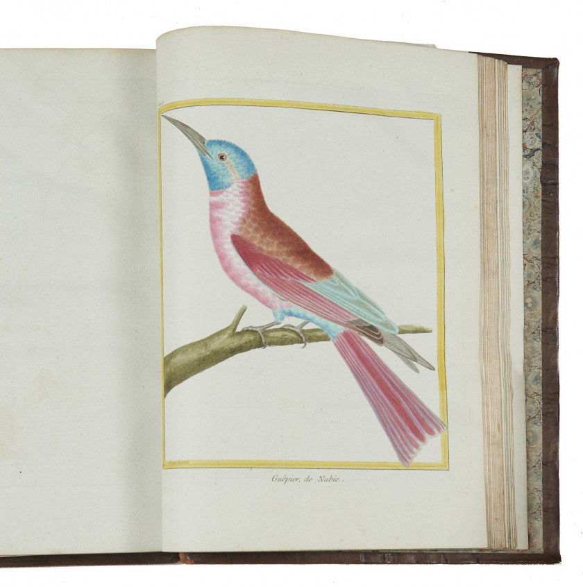 Georges-Louis Leclerc,comte de BUFFON 1707-1788 Histoire naturelle des oiseaux