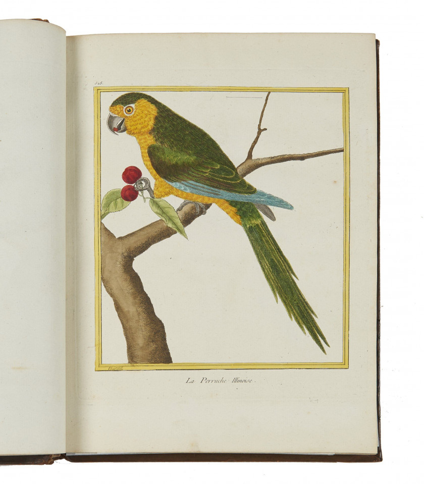 Georges-Louis Leclerc,comte de BUFFON 1707-1788 Histoire naturelle des oiseaux