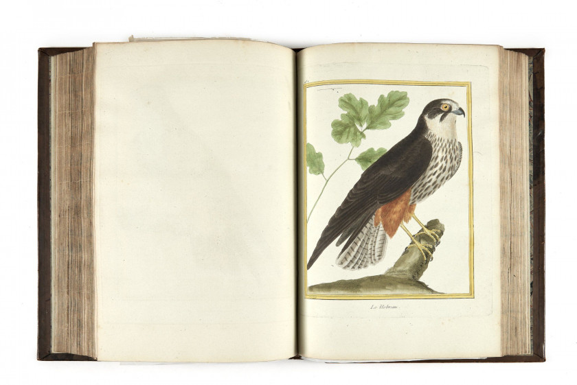 Georges-Louis Leclerc,comte de BUFFON 1707-1788 Histoire naturelle des oiseaux