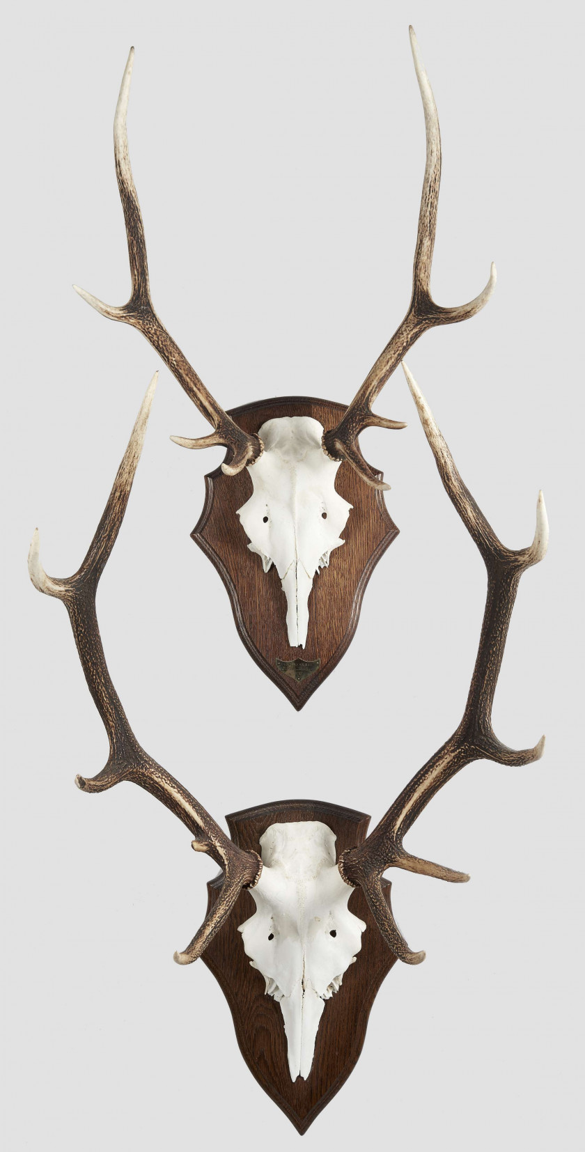 CERF ELAPHE Huit et dix cors. Deux trophées sur écusson en bois. Plaques de provenance pour le huit cors : La Buzonnière 23 novemb...
