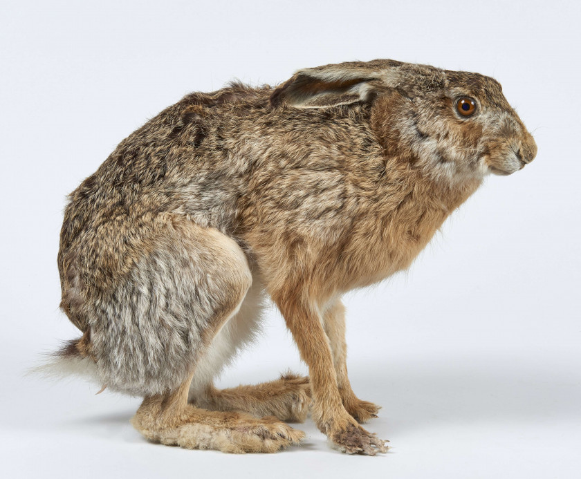 LIÈVRE Lepus europaeus.