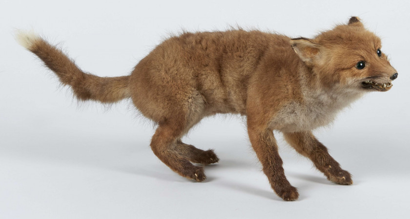 RENARDEAU Naturalisé en entier. Vulpes vulpes.