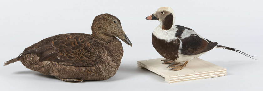 HARELDE DE MIQUELON, EIDER À DUVET Clangula hyemalis, Somateria mollissima.