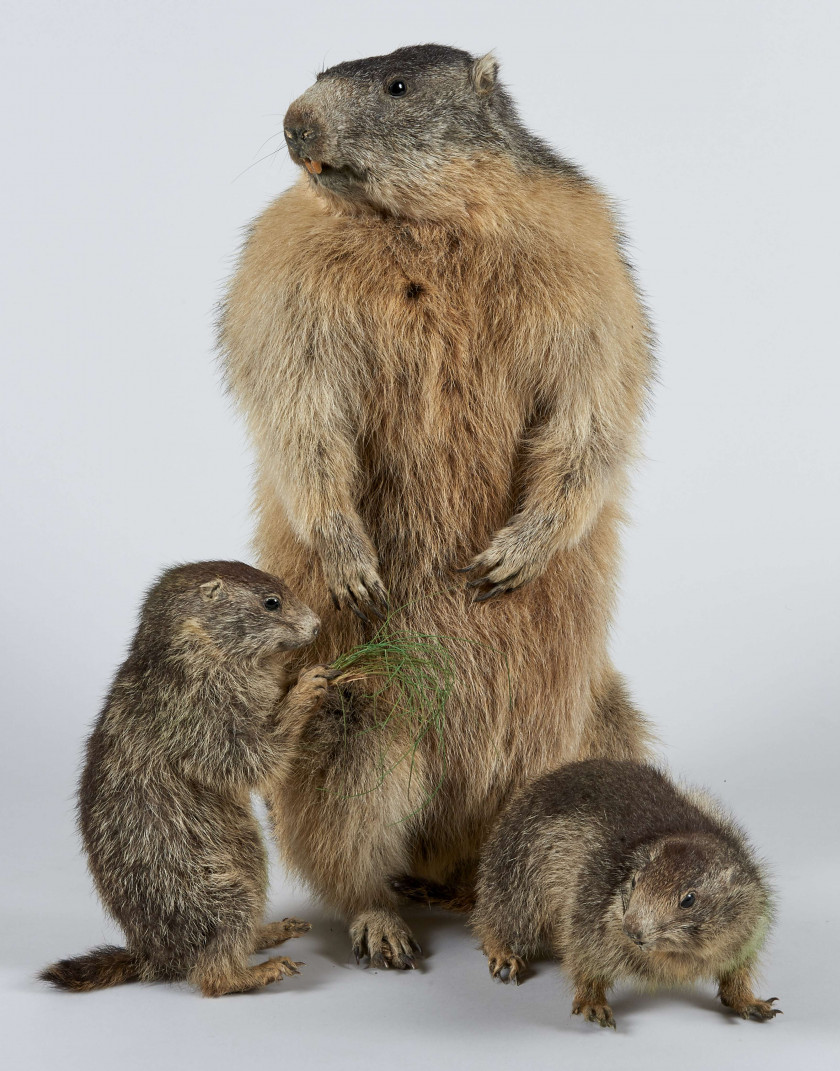 TROIS MARMOTTES Naturalisées en entier dont deux juvéniles. Marmota marmota. Spécimens antérieurs à l'arrêté du 23/04/2007.