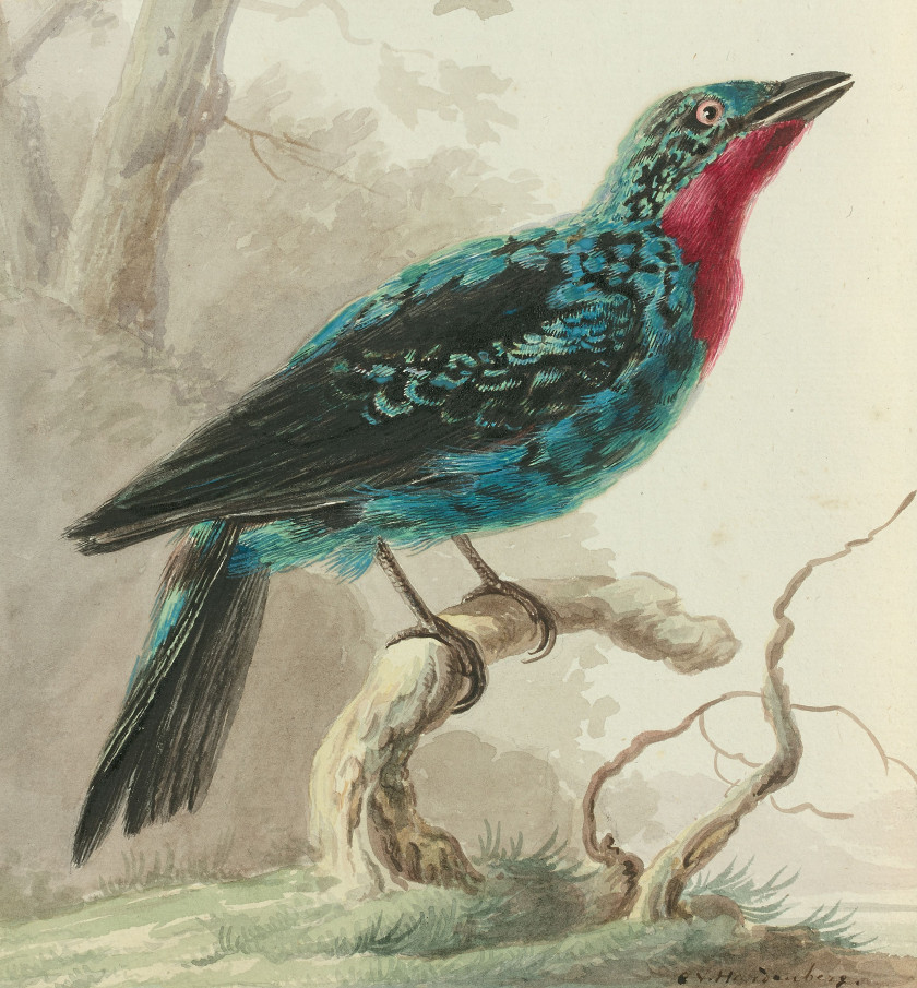 Cornelis van HARDENBERGH Rotterdam, 1755 - Haastrecht, 1843 Quereiva ou Cotinga de Cayenne Aquarelle gouachée