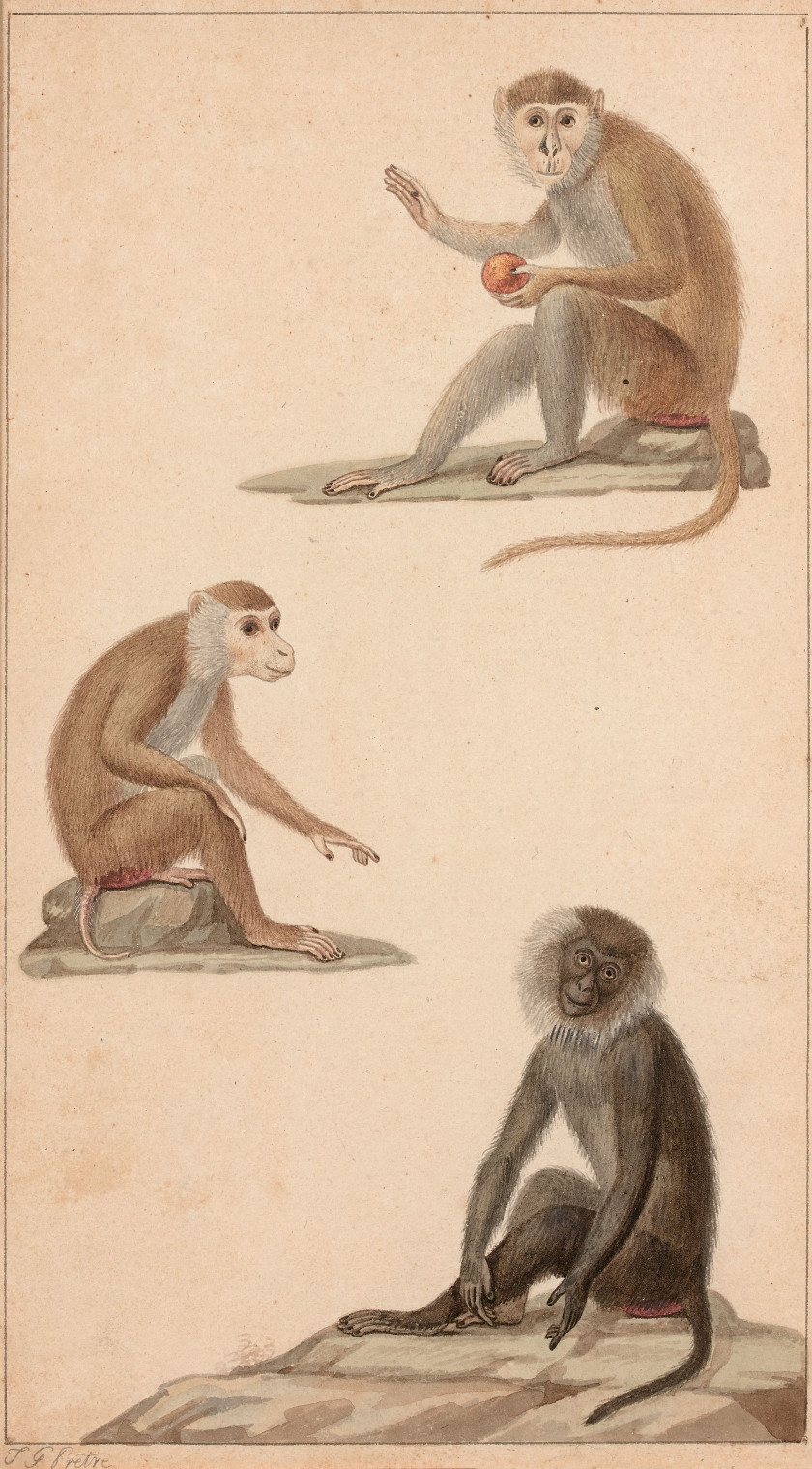 Jean-Gabriel PRÊTRE Genève, 1768 - Paris 1849 Singes, caprins et cervidés Quatre dessins à l'aquarelle sur trait de plume et encre b..