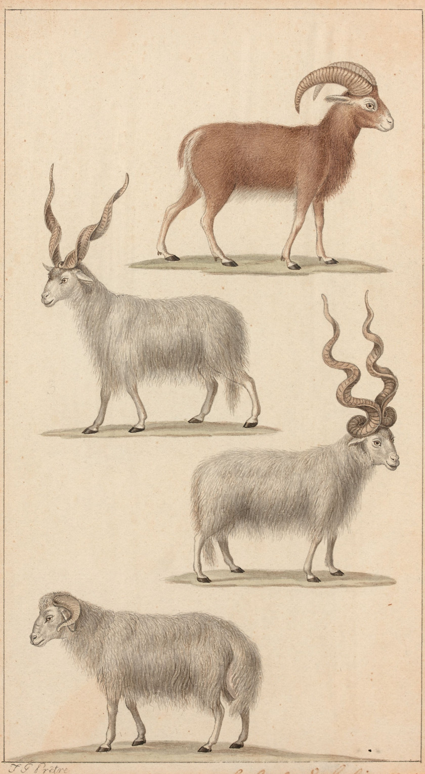 Jean-Gabriel PRÊTRE Genève, 1768 - Paris 1849 Singes, caprins et cervidés Quatre dessins à l'aquarelle sur trait de plume et encre b..