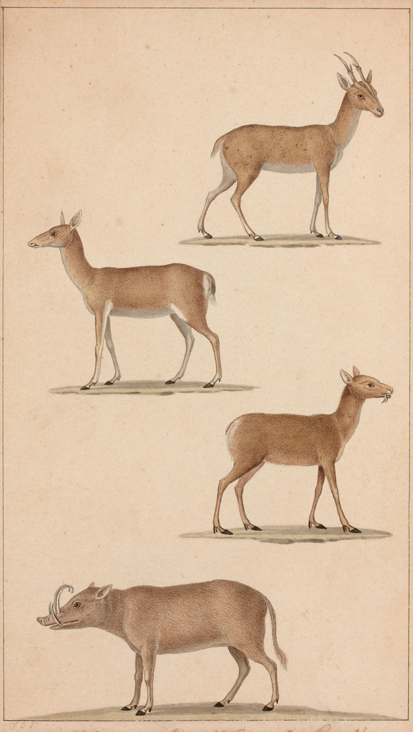 Jean-Gabriel PRÊTRE Genève, 1768 - Paris 1849 Singes, caprins et cervidés Quatre dessins à l'aquarelle sur trait de plume et encre b..