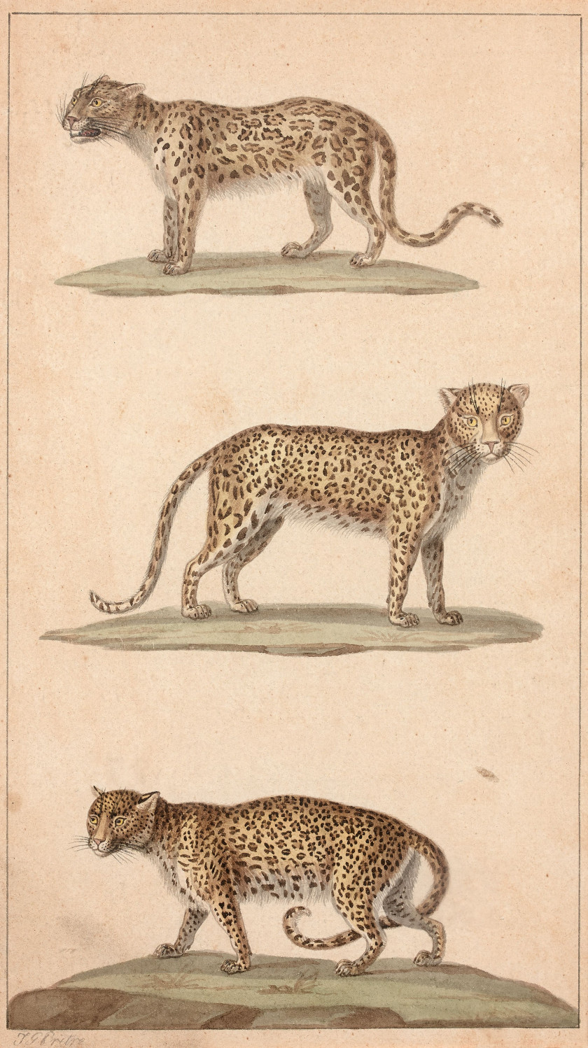 Jean-Gabriel PRÊTRE Genève, 1768 - Paris 1849 Félins et chiens Quatre dessins à l'aquarelle sur trait de plume et encre brune et tra..