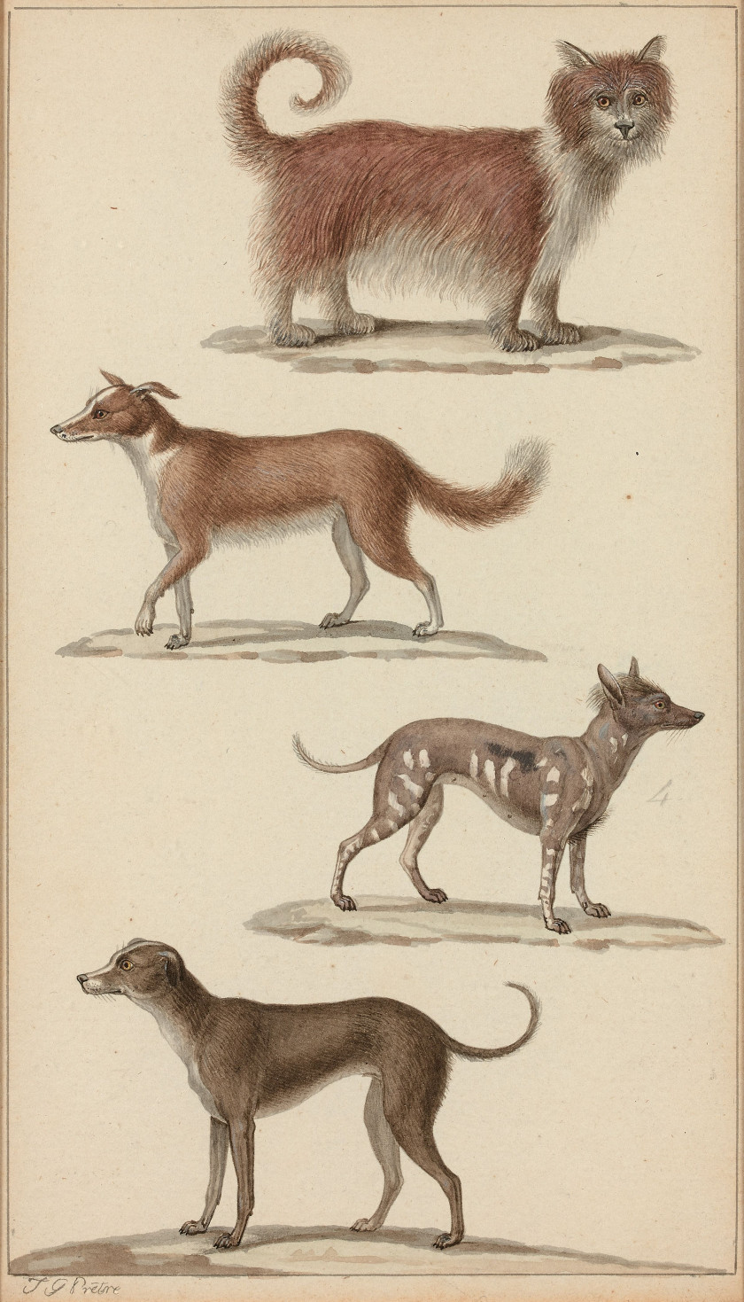 Jean-Gabriel PRÊTRE Genève, 1768 - Paris 1849 Félins et chiens Quatre dessins à l'aquarelle sur trait de plume et encre brune et tra..