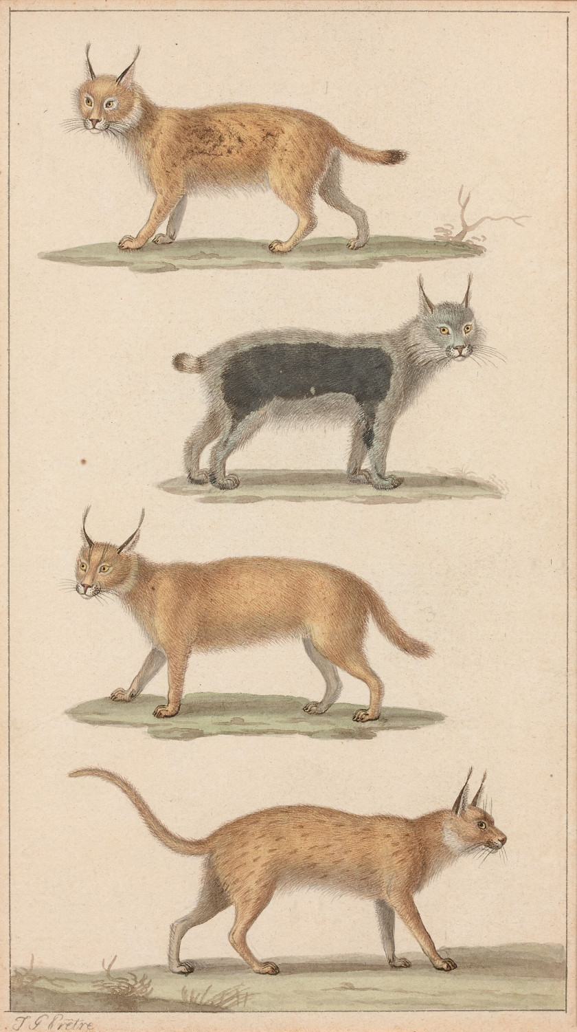 Jean-Gabriel PRÊTRE Genève, 1768 - Paris 1849 Félins et chiens Quatre dessins à l'aquarelle sur trait de plume et encre brune et tra..