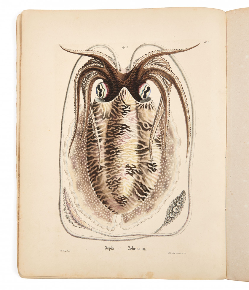 RISSO (Joseph Antoine)  Mollusques céphalopodes vivants observés dans le parage méditerranéen du comté de Nice. Ouvrage posthume.