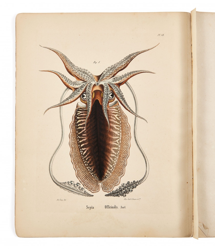 RISSO (Joseph Antoine)  Mollusques céphalopodes vivants observés dans le parage méditerranéen du comté de Nice. Ouvrage posthume.