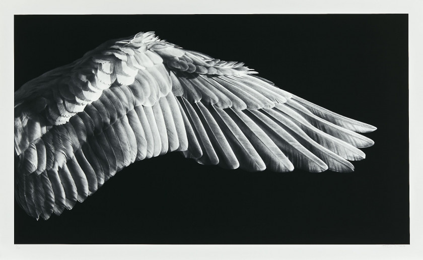 Robert LONGO (Américain - Né en 1953) Untitled (Gabriel's wing) - 2016 Impression pigmentaire