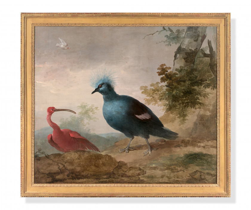 Aert SCHOUMAN Dordrecht, 1710 - La Haye, 1792 Pintade de Numidie et caïque à tête noire et Ibis rouge et goura couronné Paire d'huil..