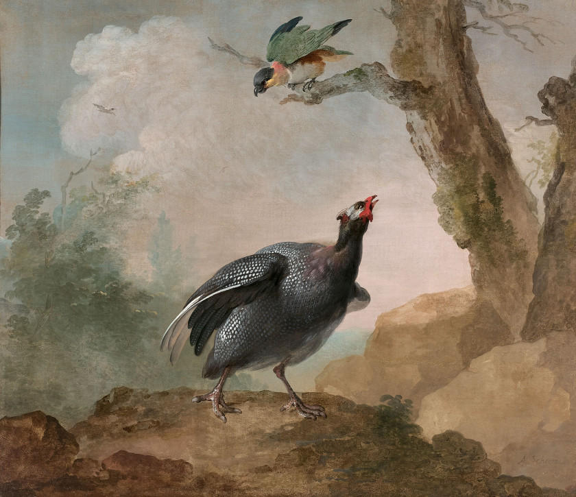 Aert SCHOUMAN Dordrecht, 1710 - La Haye, 1792 Pintade de Numidie et caïque à tête noire et Ibis rouge et goura couronné Paire d'huil..