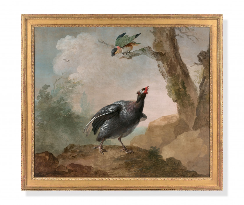 Aert SCHOUMAN Dordrecht, 1710 - La Haye, 1792 Pintade de Numidie et caïque à tête noire et Ibis rouge et goura couronné Paire d'huil..