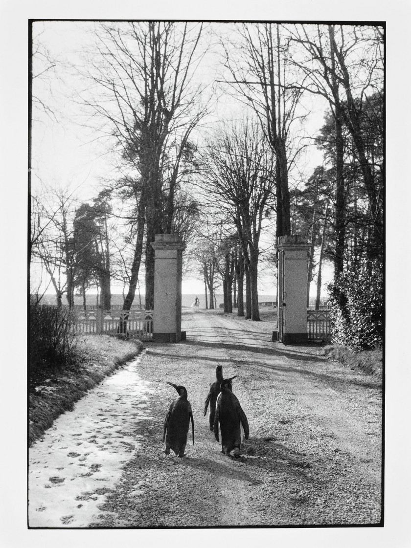 Willy RONIS 1910 - 2009 Lorraine, 1954 - Le repos du cirque Pinder, Touraine, 1956 - Île Saint-Louis, Paris, 1983 Trois épreuves arg...