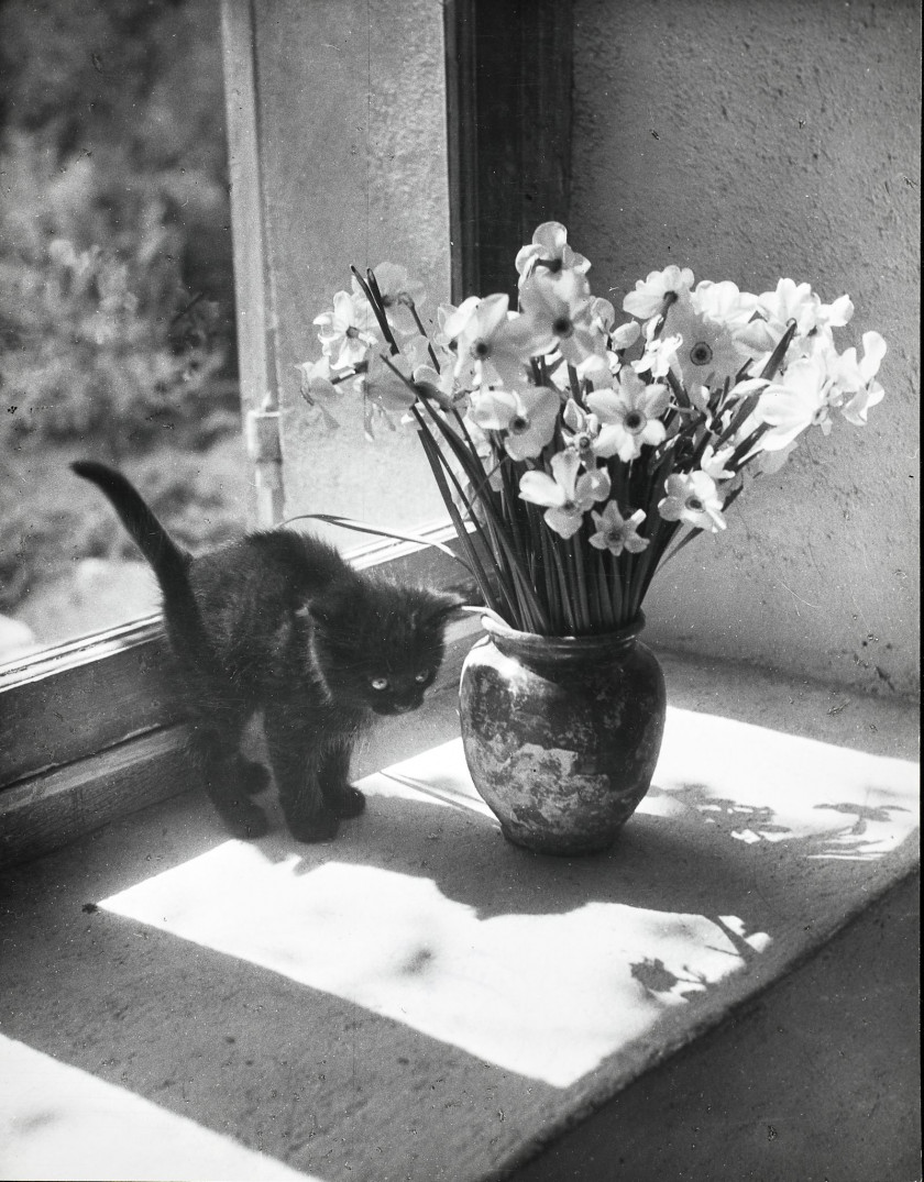 Willy RONIS 1910 - 2009 Chat aux narcisses - Gordes, 1957 Épreuve argentique d'époque sur papier Agfa