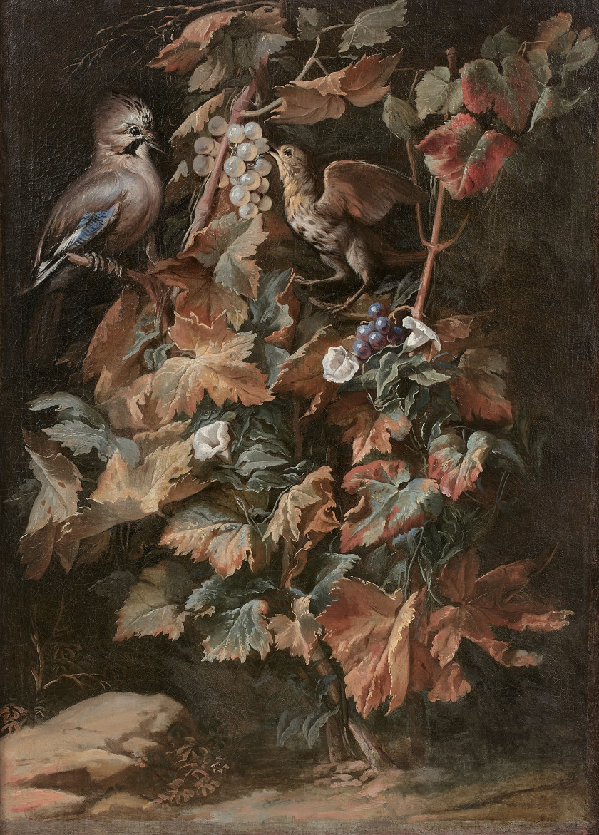 Nicola van HOUBRAKEN Messine, 1660 – Livourne, 1723 Geai et étourneau sur un pied de vigne entouré de liseron Huile sur toile