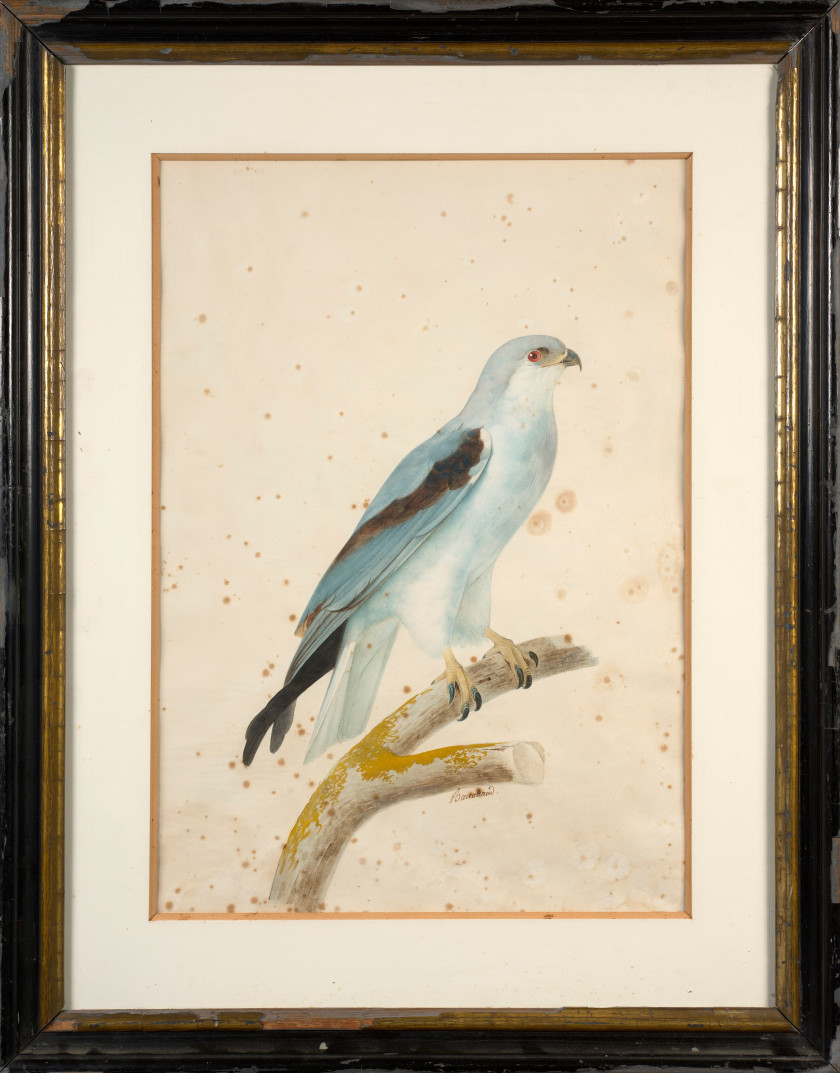 Jacques BARRABAND Aubusson, 1767 - Lyon, 1809 L'élanoide blanc Aquarelle sur trait de crayon