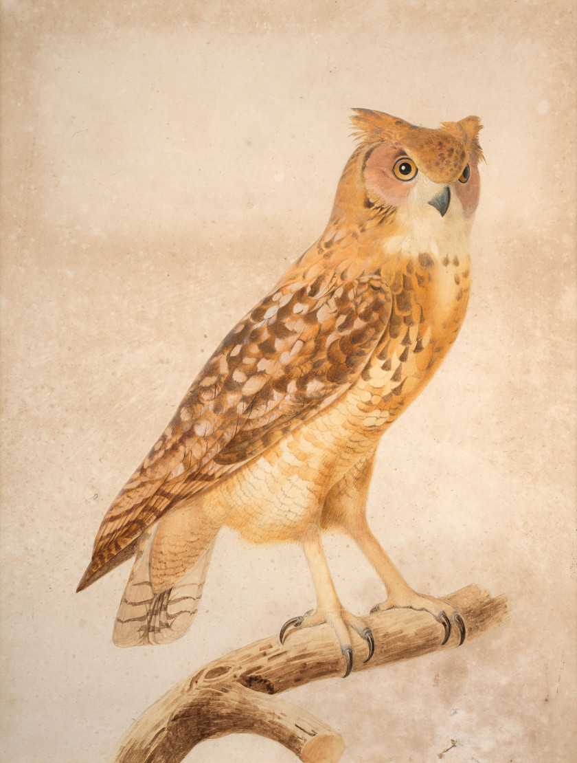 Jacques BARRABAND Aubusson, 1767 - Lyon, 1809 Le hibou ascalaphe ou d'Egypte Aquarelle et rehauts de gouache sur trait de crayon