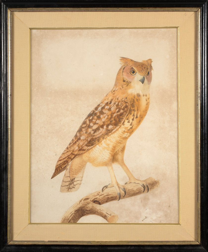 Jacques BARRABAND Aubusson, 1767 - Lyon, 1809 Le hibou ascalaphe ou d'Egypte Aquarelle et rehauts de gouache sur trait de crayon