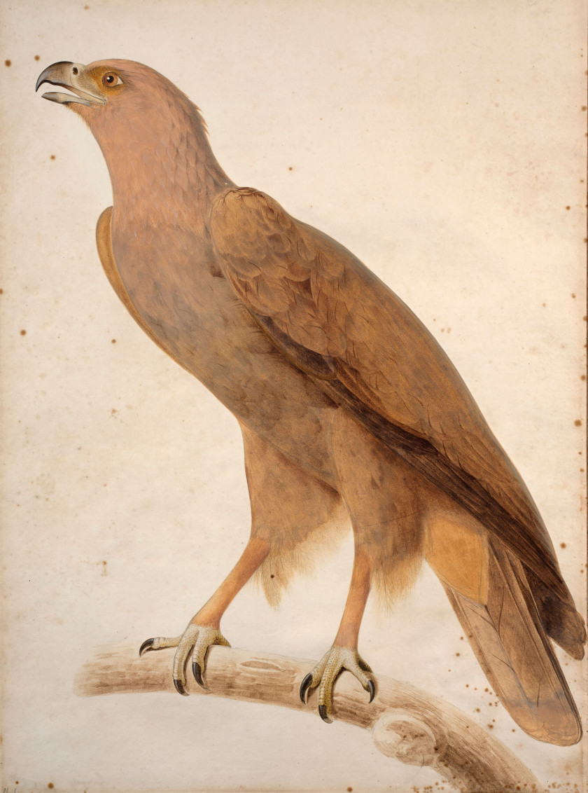 Jacques BARRABAND Aubusson, 1767 - Lyon, 1809 L'aigle criard (adulte) Aquarelle et rehauts de gouache sur trait de crayon