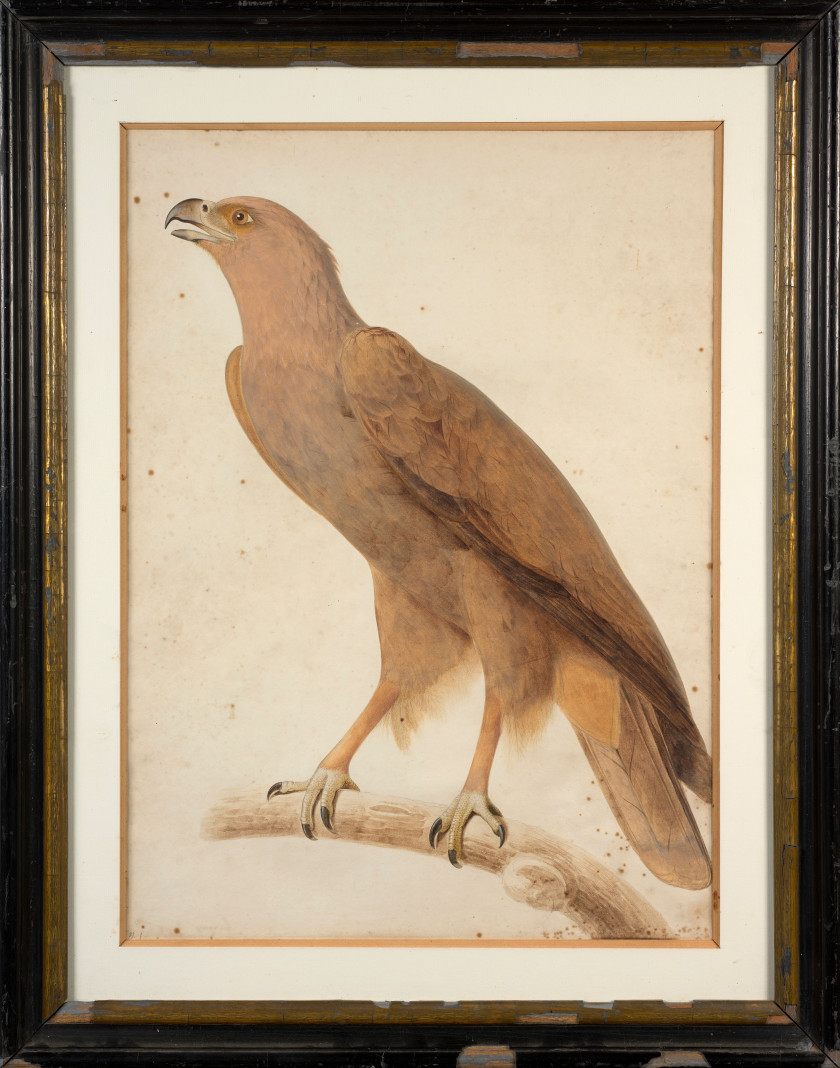 Jacques BARRABAND Aubusson, 1767 - Lyon, 1809 L'aigle criard (adulte) Aquarelle et rehauts de gouache sur trait de crayon