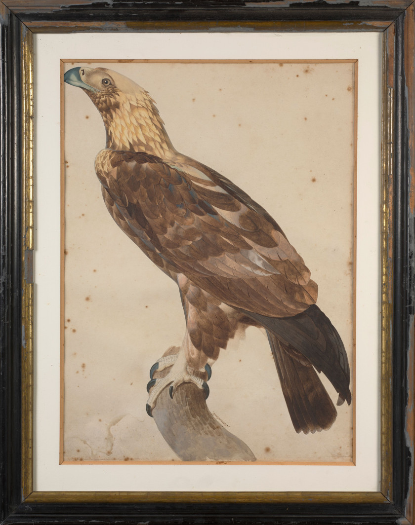 Jacques BARRABAND Aubusson, 1767 - Lyon, 1809 L'aigle de Thèbes Aquarelle gouachée sur trait de crayon