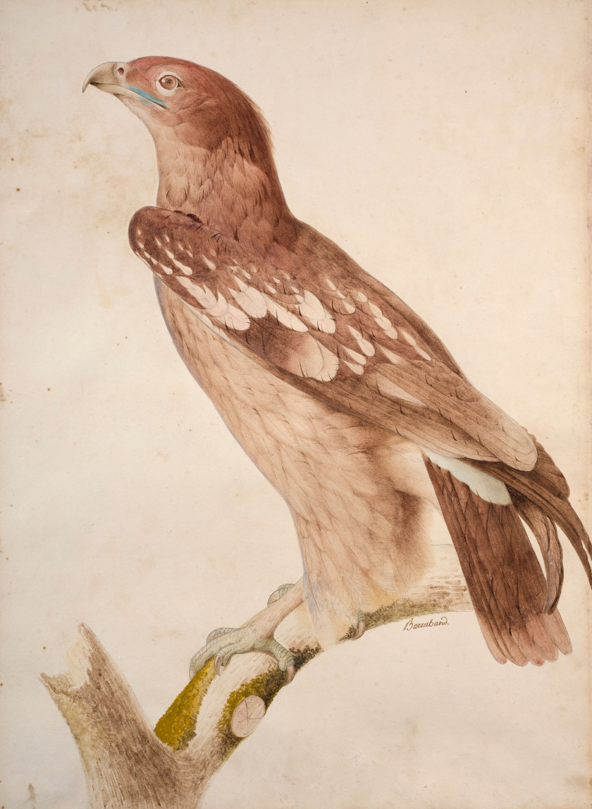 Jacques BARRABAND Aubusson, 1767 - Lyon, 1809 L'aigle criard (jeune) Aquarelle sur trait de crayon