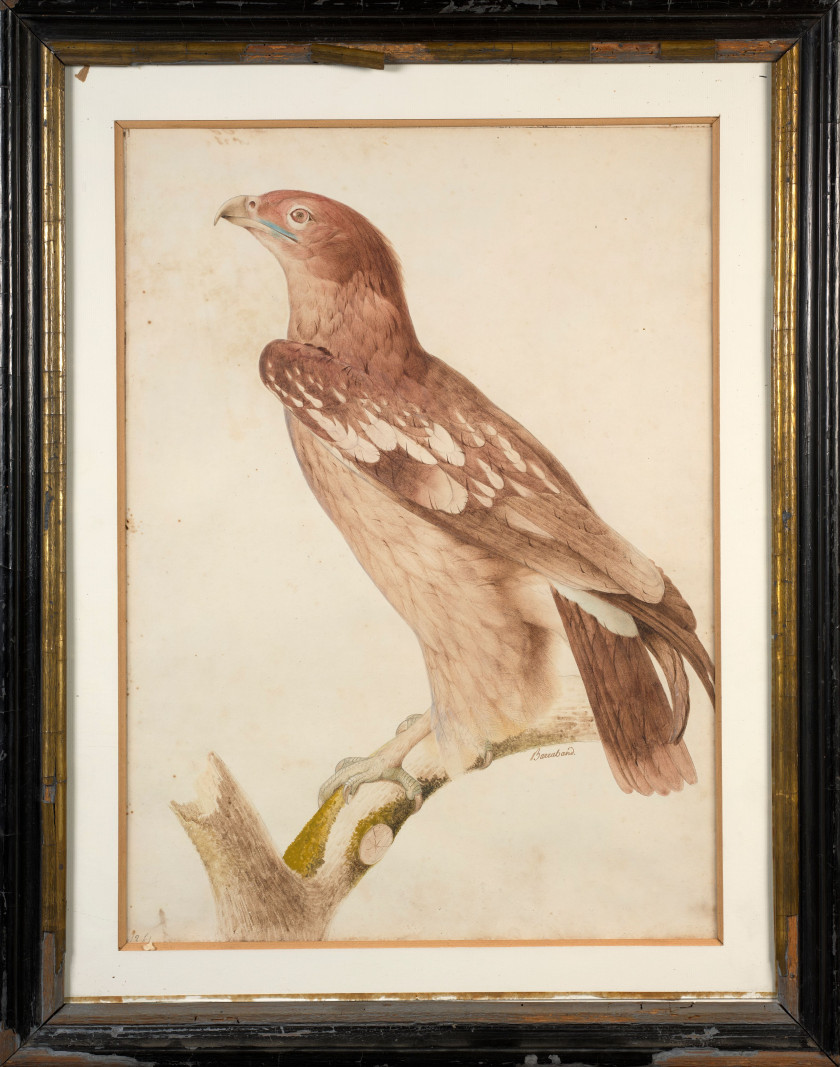 Jacques BARRABAND Aubusson, 1767 - Lyon, 1809 L'aigle criard (jeune) Aquarelle sur trait de crayon